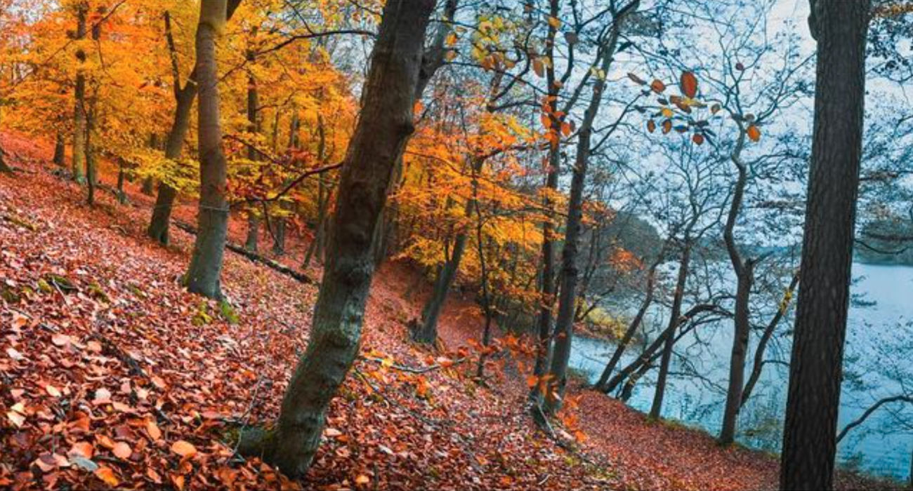 Lipnitzsee Landscape See