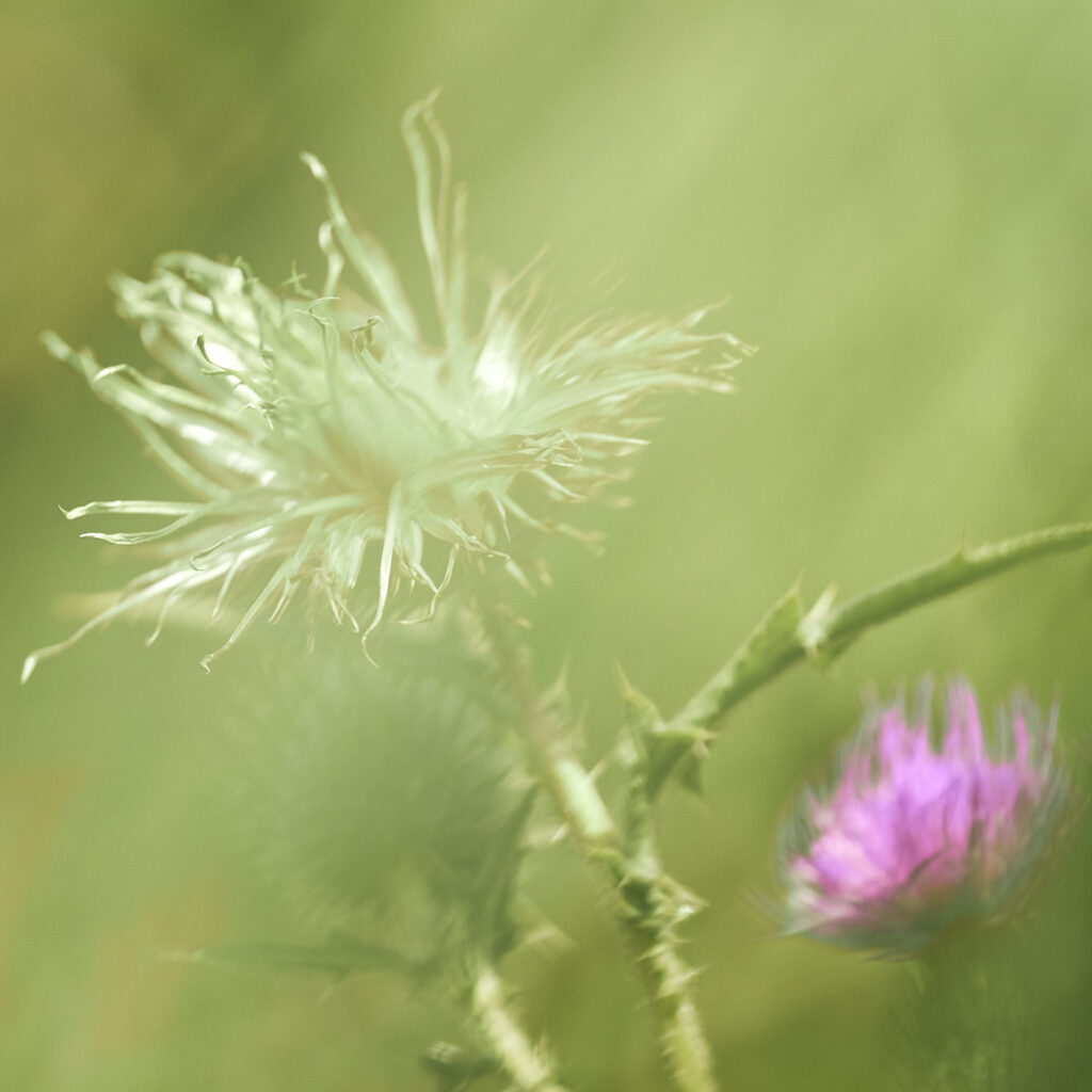 Macro Flower Miniature