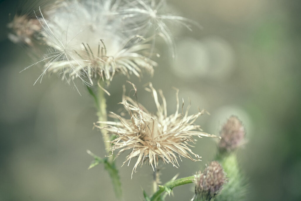 Macro Miniatur Flower