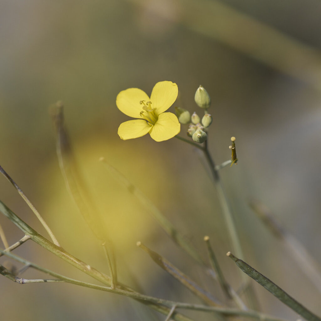 Flower Beauty