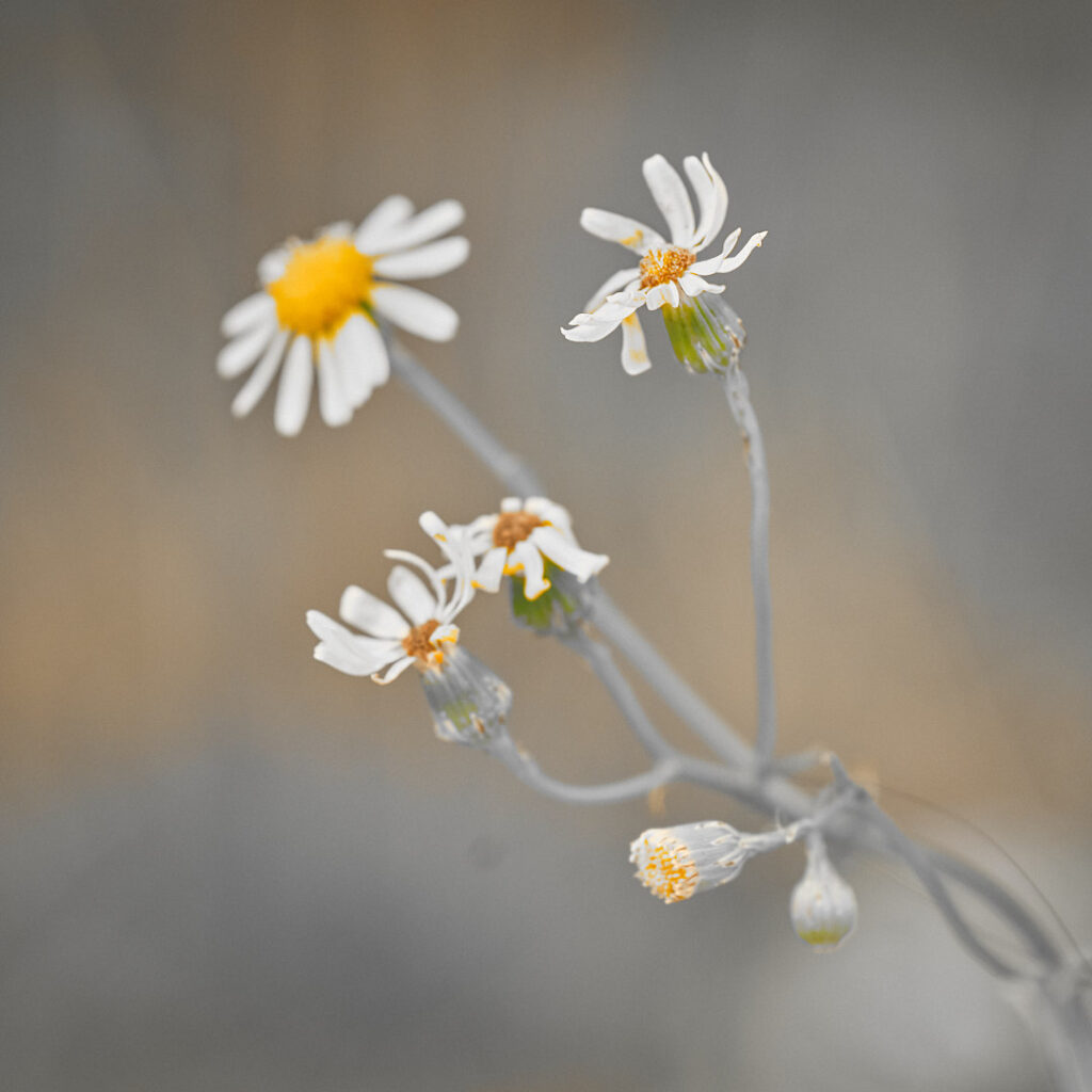 Flower Macro