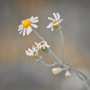 Flower Macro